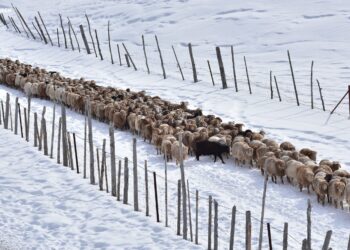 Жайылым жердің жыры