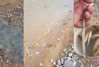 Адам сүйегі шашылып жатыр