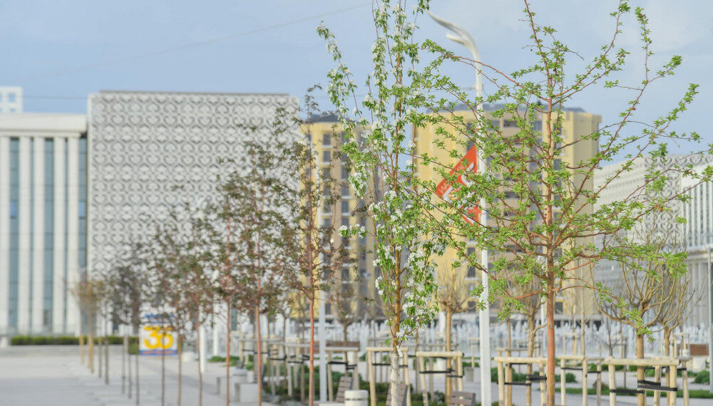 Түркістанда сакура ағашы гүлдеді