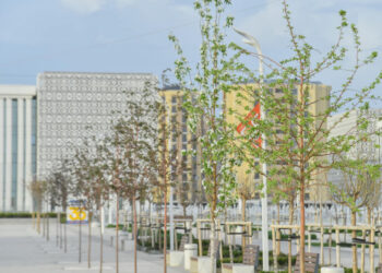 Түркістанда сакура ағашы гүлдеді