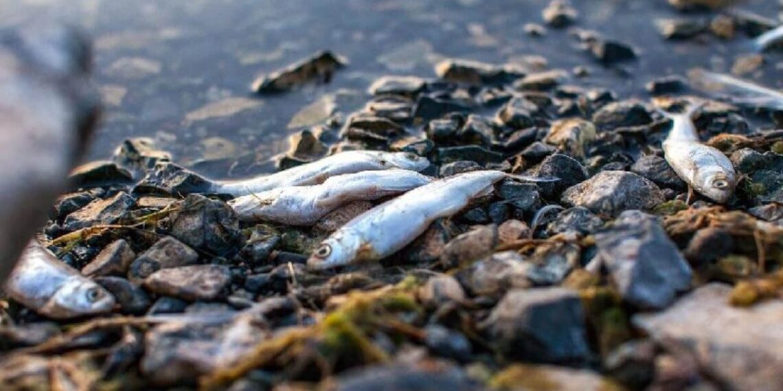 Балықтар  қырылып жатыр