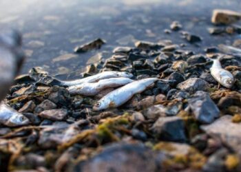 Балықтар  қырылып жатыр