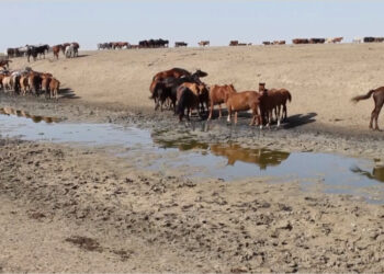 Түркістан облысы Сауран ауданының шаруалары ағын судың тапшылығынан зардап шегіп отыр