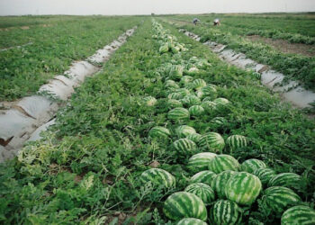 Қарбыз экспортқа дайын