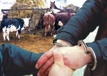 167 бас мал ұрланған қылмыстық топ ұсталды