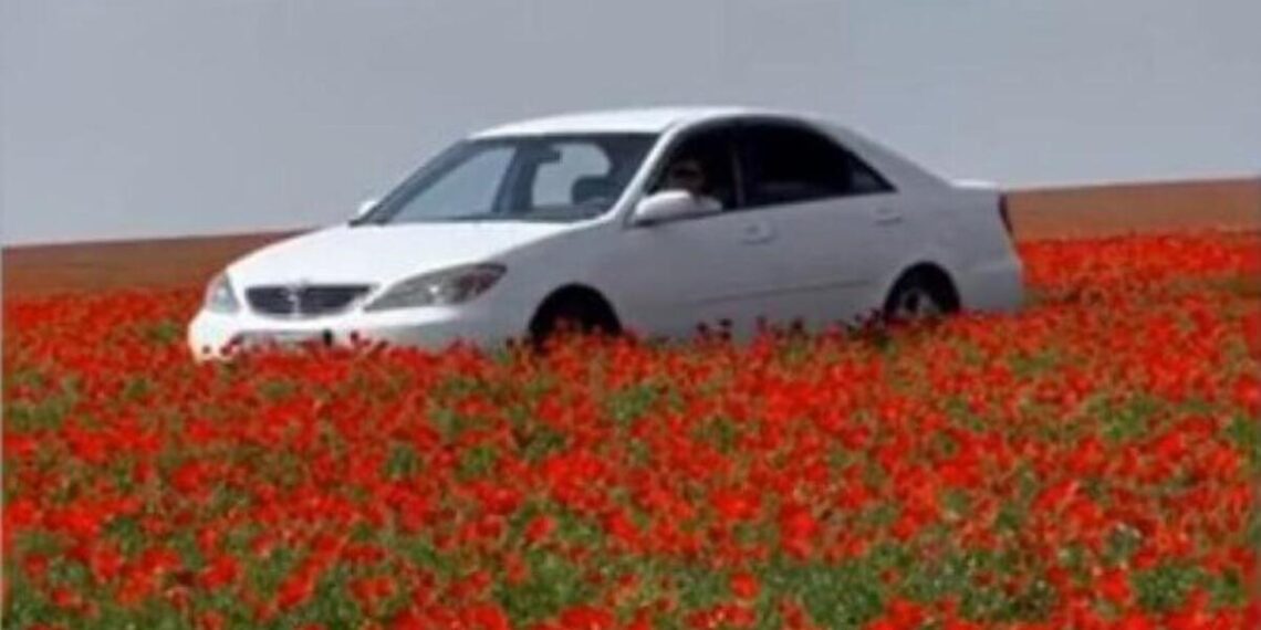 Қызғалдақты көлікпен таптаған