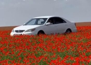 Қызғалдақты көлікпен таптаған