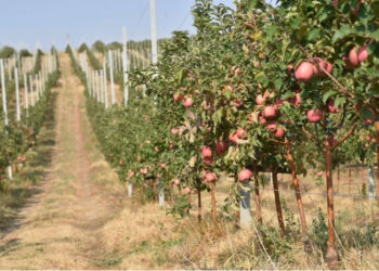 Алма бауы арқылы мемлекетке 52 млн теңге  шығын келтірген кәсіпкер ұсталды