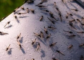 Шыбын-шіркейдің көбеюі көпшілікті алаңдатуда