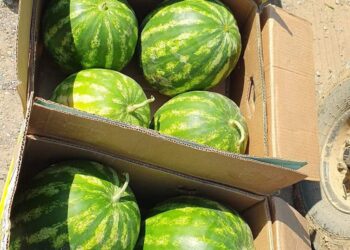 Шардаралық диқандар 5300 тонна қарбызды экспорттап үлгерді