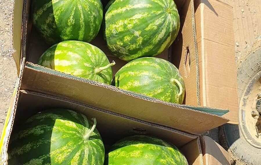 Шардаралық диқандар 5300 тонна қарбызды экспорттап үлгерді