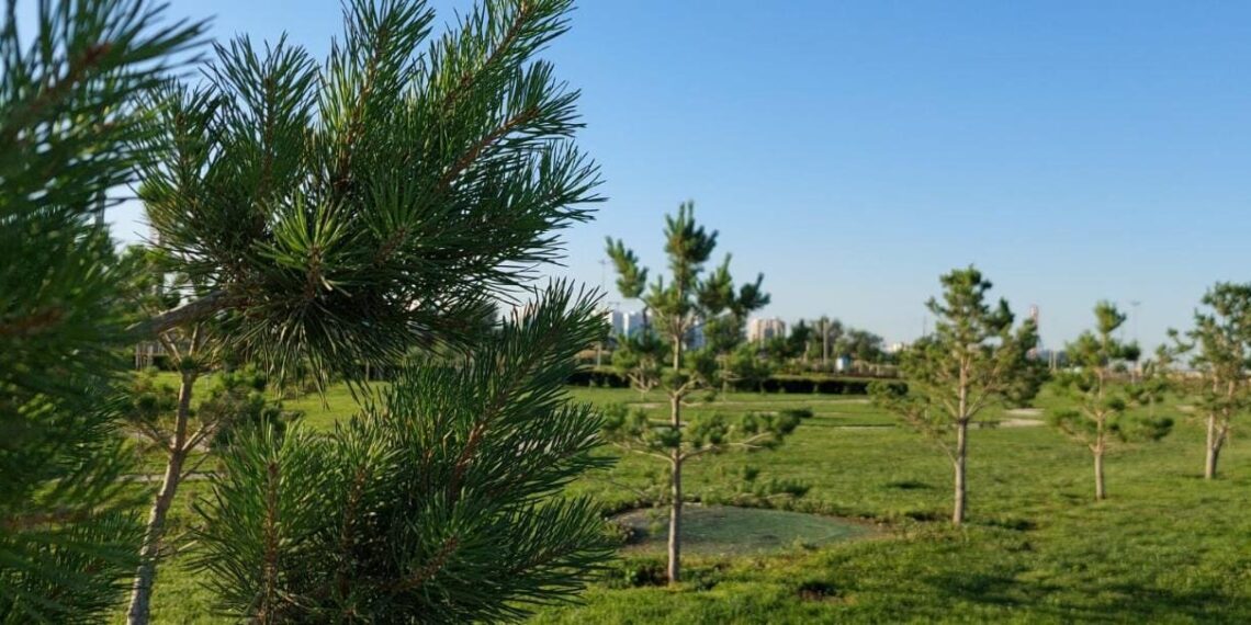 «Жасыл Белдеу» аймағында көшеттердің өнімділігі артып келеді