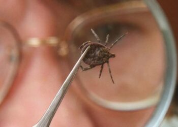 Түркістанда кенеден келетін кесел өршіп тұр