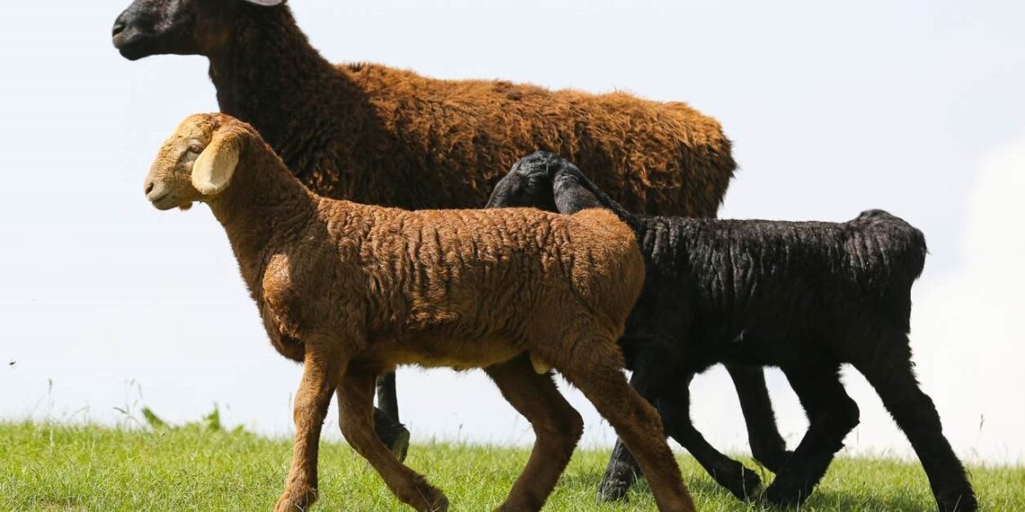 Нұр-Сұлтан мен Алматыда құрбан шалатын орындар аталды