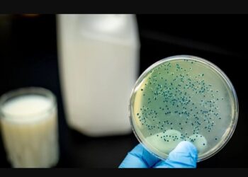 Ақмола облысындағы ауылда бруцеллез ауруының өршуіне байланысты карантин енгізілді