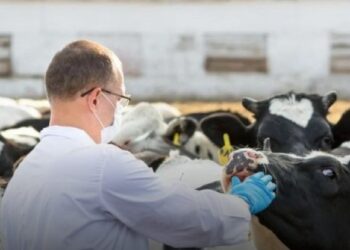 Жыл соңына дейін  ветеринариялық мамандардың жалақысы 60% — ға дейін көтеріледі