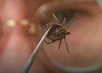 Шығыс Қазақстанда 8 адам кене энцефалитіне шалдықты