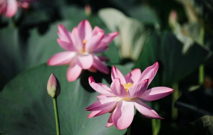 Атырау облысында гүлдеген лотосты көруге келетін туристер саны көбейді