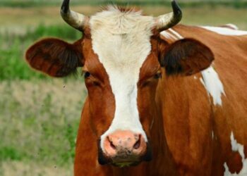 Қостанай облысында Сібір жарасы таралуда