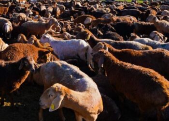 Шардарада қойшы құны 23 млн теңгеден асатын малды сатып жіберген