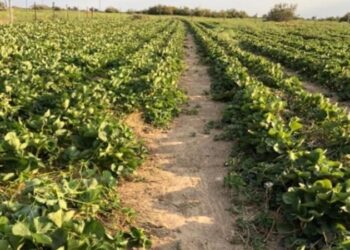 Атырау даласында құлпынай өсіріле бастады