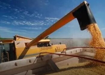 Шиелі ауданында әр гектардан 55 центнер өнім жиналды