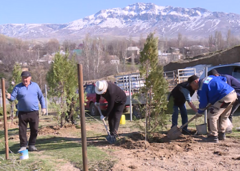 Түркістан облысында ағаш отырғызу науқаны басталды