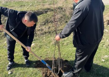 Төлеби ауданында 30 мыңға жуық көшет егілді