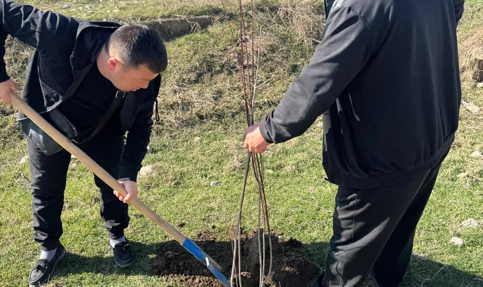 Төлеби ауданында 30 мыңға жуық көшет егілді