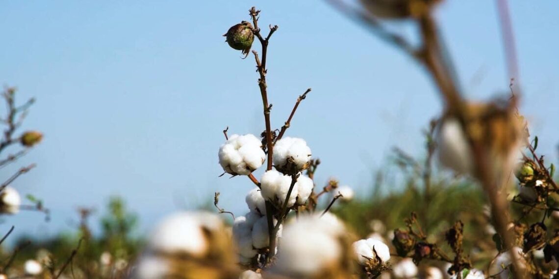 ТҮРКІСТАН ӨҢІРІ МАҚТА-ТОҚЫМА КЛАСТЕРІНІҢ ЖАҢА ДӘУІРІН ҚАЛЫПТАСТЫРУДА