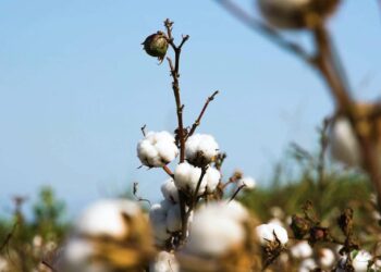 ТҮРКІСТАН ӨҢІРІ МАҚТА-ТОҚЫМА КЛАСТЕРІНІҢ ЖАҢА ДӘУІРІН ҚАЛЫПТАСТЫРУДА