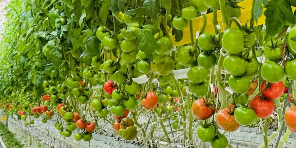 САЙРАМДАҒЫ ЗАМАНАУИ ЖЫЛЫЖАЙ КЕШЕНІНДЕ ЖЫЛЫНА 6 МЫҢ ТОННАҒА ДЕЙІН ӨНІМ ЖИНАЛАДЫ