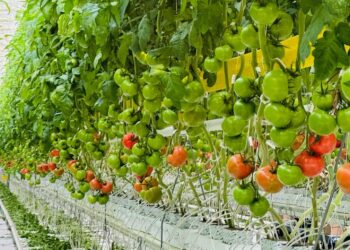 САЙРАМДАҒЫ ЗАМАНАУИ ЖЫЛЫЖАЙ КЕШЕНІНДЕ ЖЫЛЫНА 6 МЫҢ ТОННАҒА ДЕЙІН ӨНІМ ЖИНАЛАДЫ