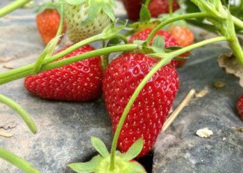 ЖЕТІСАЙЛЫҚТАР ҚҰЛПЫНАЙ ӨСІРУДІ ҚОЛҒА АЛЫП ЖАТЫР