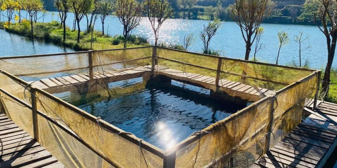 ТҮРКІСТАН ОБЛЫСЫНДА БАЛЫҚ ШАРУАШЫЛЫҒЫН ДАМЫТУҒА БАСЫМДЫҚ БЕРІЛІП ОТЫР