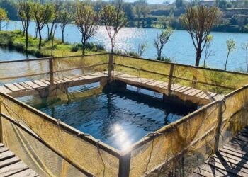 ТҮРКІСТАН ОБЛЫСЫНДА БАЛЫҚ ШАРУАШЫЛЫҒЫН ДАМЫТУҒА БАСЫМДЫҚ БЕРІЛІП ОТЫР