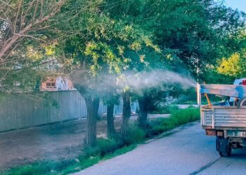 ТҮРКІСТАН: ШАРДАРАДА ШІРКЕЙГЕ ҚАРСЫ ЗАЛАЛСЫЗДАНДЫРУ ЖҰМЫСТАРЫ КҮШЕЙТІЛДІ