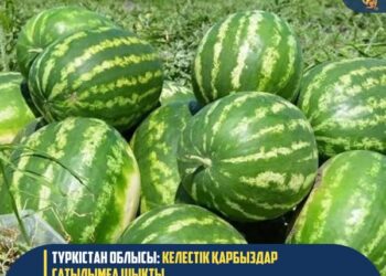 ТҮРКІСТАН ОБЛЫСЫ: КЕЛЕСТІК ҚАРБЫЗДАР САТЫЛЫМҒА ШЫҚТЫ