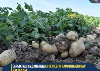 САРЫАҒАШ АУДАНЫНДА ЕРТЕ ПІСЕТІН КАРТОПТЫ ЖИНАУ БАСТАЛДЫ