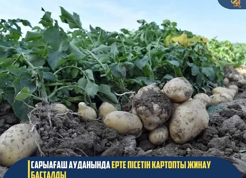 САРЫАҒАШ АУДАНЫНДА ЕРТЕ ПІСЕТІН КАРТОПТЫ ЖИНАУ БАСТАЛДЫ