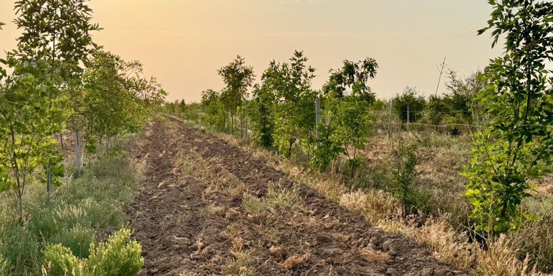 ТҮРКІСТАНДЫ КӨГАЛДАНДЫРУ ЖҰМЫСТАРЫ ЖАНДАНЫП КЕЛЕДІ