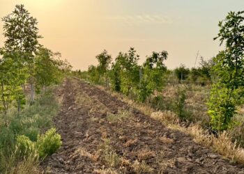 ТҮРКІСТАНДЫ КӨГАЛДАНДЫРУ  ЖҰМЫСТАРЫ ЖАНДАНЫП КЕЛЕДІ