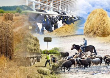 Облыста ауыл шаруашылығы зиянкестерімен күрес және жем-шөп дайындау шаралары жүргізілуде