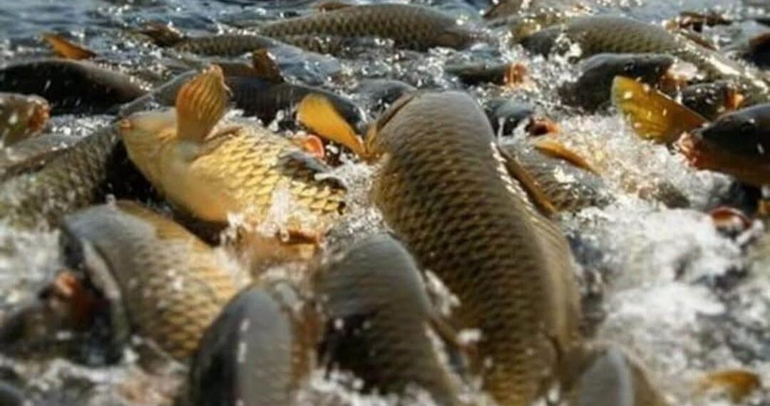 Түркістан облысында балық шаруашылығын дамыту жұмыстары қарқынды жүргізілуде