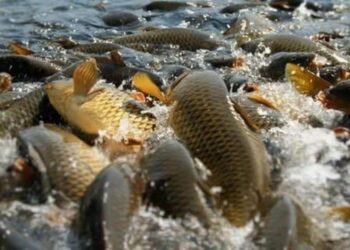 Түркістан облысында балық шаруашылығын дамыту жұмыстары қарқынды жүргізілуде