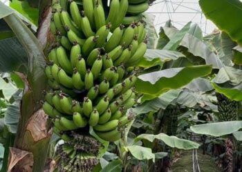 ОҚУШЫЛАР БАНАН БАҒЫН АРАЛАП, ЕРЕКШЕ ОРЫНДАРҒА САЯХАТ ЖАСАДЫ