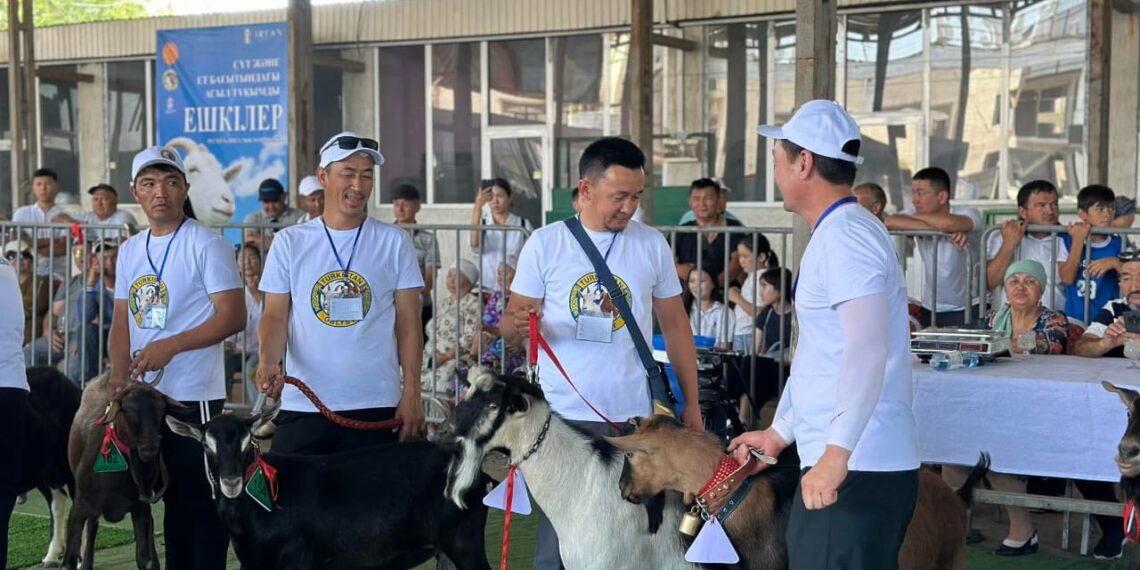 ТҮРКІСТАНДА АСЫЛ ТҰҚЫМДЫ ЕШКІЛЕРДІҢ КӨРМЕСІ ӨТТІ