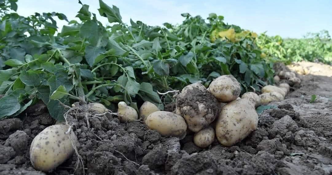 Сарыағаш диқандары ерте пісетін картопты жинауға кірісті