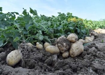 Сарыағаш диқандары ерте пісетін картопты жинауға кірісті