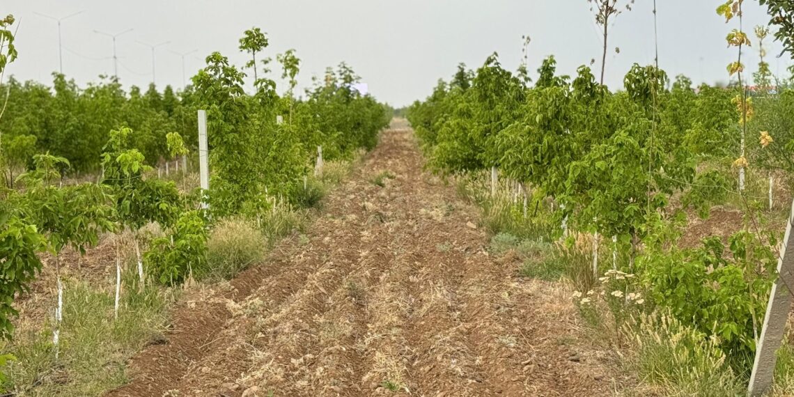 ОРМАН ШАРУАШЫЛЫҒЫН ДАМЫТУ МӘСЕЛЕЛЕРІ ТАЛҚЫЛАНЫП, ТИІСТІ ТАПСЫРМАЛАР БЕРІЛДІ